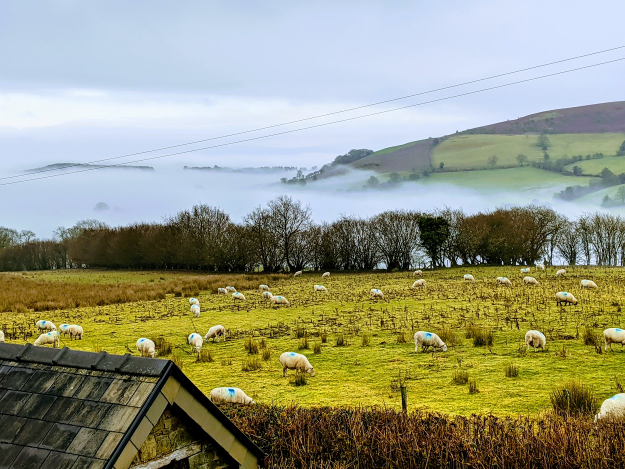 Mist and sheep on a winter's afternoon: the view from a Barn Annexe window. Photo: Amir Pourabdollah